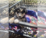 Small Photo #64 Australian Shepherd Puppy For Sale in FARMVILLE, VA, USA
