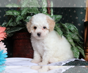 Bichpoo Puppy for sale in SHILOH, OH, USA