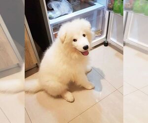 Samoyed Puppy for sale in ECHO PARK, CA, USA