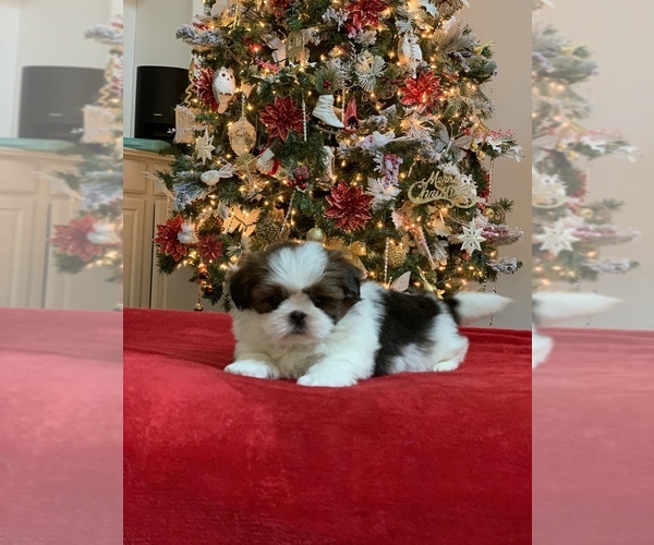 Medium Photo #8 Shih Tzu Puppy For Sale in BUFORD, GA, USA