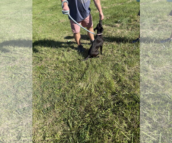 Medium Photo #3 Mutt Puppy For Sale in Rootstown, OH, USA