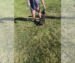 Small #2 Mutt