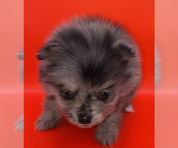 Medium Photo #1 Pomeranian Puppy For Sale in PORTLAND, ME, USA