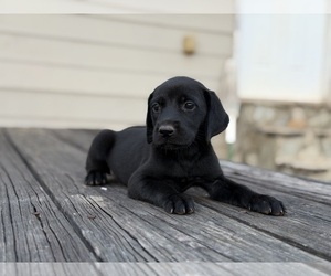 Labrador Retriever Puppy for Sale in RUTHERFORDTON, North Carolina USA