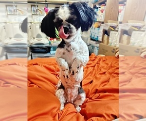 Shih Tzu Puppy for sale in GREELEY, CO, USA