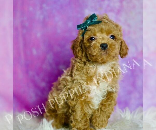 Medium Photo #10 Poodle (Toy) Puppy For Sale in WARSAW, IN, USA
