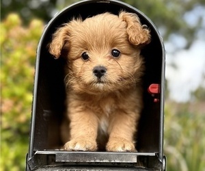 Goldendoodle-Pomeranian Mix Puppy for sale in SANTA BARBARA, CA, USA
