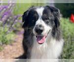 Small Australian Shepherd