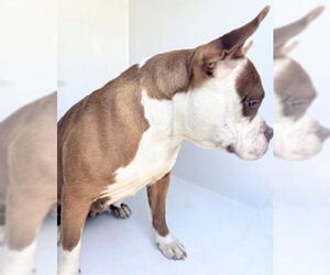 Bulldog-Unknown Mix Dogs for adoption in Houston, TX, USA