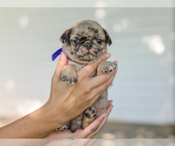 Medium Photo #1 Pug Puppy For Sale in LIBERTY, KY, USA