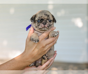 Pug Puppy for sale in LIBERTY, KY, USA