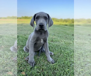 Great Dane Puppy for sale in EDMONTON, KY, USA