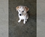 Small Photo #13 Goldendoodle-Siberian Husky Mix Puppy For Sale in BARTLETT, TN, USA