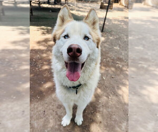 Medium Photo #2 - Mix Puppy For Sale in Santa Barbara, CA, USA