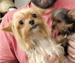 Small Photo #1 Yorkshire Terrier Puppy For Sale in SALEM, OR, USA