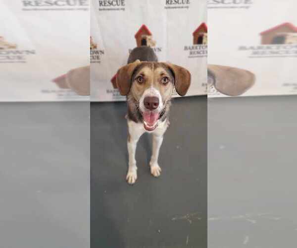 Medium Photo #6 Mutt Puppy For Sale in Bardstown, KY, USA