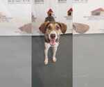 Small #5 Mutt