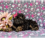 Small Photo #5 Poodle (Miniature) Puppy For Sale in STRASBURG, PA, USA