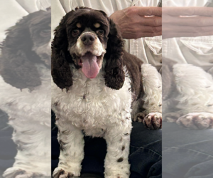 Cocker Spaniel Dogs for adoption in Westwood, NJ, USA
