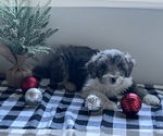 Small Photo #12 Aussiedoodle Miniature  Puppy For Sale in CENTRALIA, IL, USA