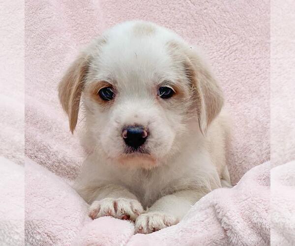 Medium Photo #1 Labrador Retriever-Unknown Mix Puppy For Sale in San Diego, CA, USA