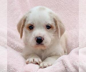 Labrador Retriever-Unknown Mix Dogs for adoption in San Diego, CA, USA