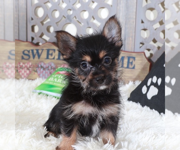 Medium Photo #5 Yoranian Puppy For Sale in MOUNT VERNON, OH, USA