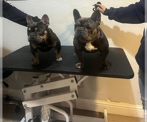 Mother of the French Bulldog puppies born on 03/17/2023