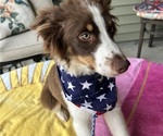 Small #3 Miniature Australian Shepherd