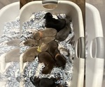 Small #5 Doberman Pinscher