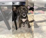 Small Photo #1 American Pit Bull Terrier-Unknown Mix Puppy For Sale in Wenonah, NJ, USA