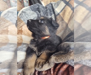 German Shepherd Dog Puppy for sale in LAWRENCEBURG, KY, USA