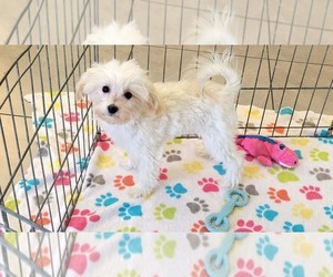Maltipoo (Toy) Puppy for sale in ORO VALLEY, AZ, USA