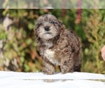 Small #36 ShihPoo
