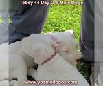 Small Photo #20 Dogo Argentino Puppy For Sale in JANE, MO, USA