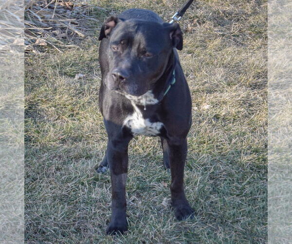 Medium Photo #4 American Bulldog-American Staffordshire Terrier Mix Puppy For Sale in Huntley, IL, USA