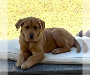 Valentine - Female Great Pyrenees-Unknown Mix Dog for Adoption - Photo #2