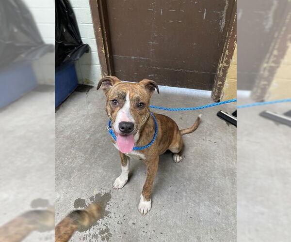 Medium Photo #1 Mutt Puppy For Sale in Stockton, CA, USA