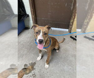 Mutt Dogs for adoption in Stockton, CA, USA