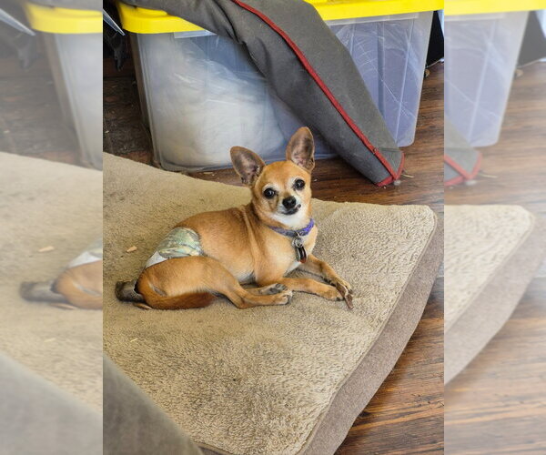 Medium Photo #4 Chihuahua-Unknown Mix Puppy For Sale in Salt Lake City, UT, USA