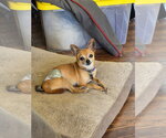 Small #3 Chihuahua Mix