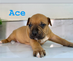 American Bully Puppy for sale in GOSHEN, KY, USA