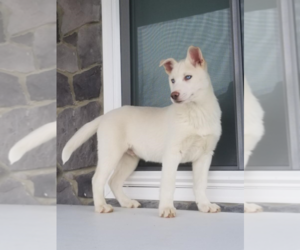 Siberian Husky Puppy for sale in ANN ARBOR, MI, USA