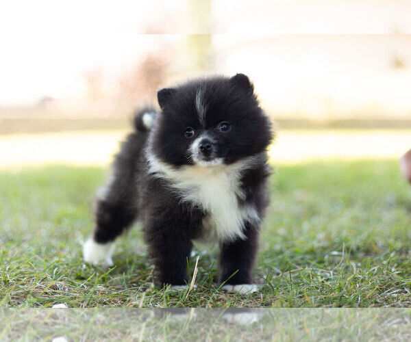 Medium Photo #1 Pomeranian Puppy For Sale in WARSAW, IN, USA