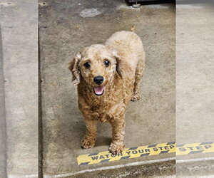 PIKAN - Female Poodle (Miniature) Dog for Adoption - Photo #2