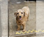 Small Photo #2 Poodle (Miniature) Puppy For Sale in Agoura Hills, CA, USA