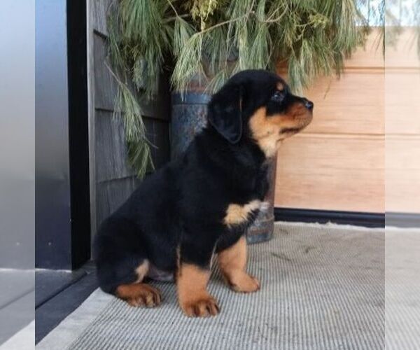 Medium Photo #2 Rottweiler Puppy For Sale in CHAMBERSBURG, PA, USA