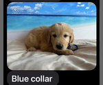 Small #1 Golden Retriever