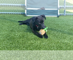Small #4 Labrador Retriever Mix