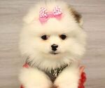Small Photo #17 Pomeranian Puppy For Sale in LAS VEGAS, NV, USA
